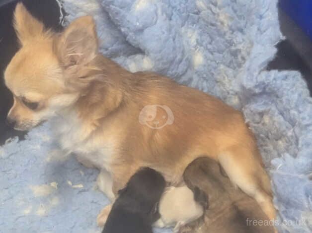 Tea cup chihuahua puppies for sale in Armagh, Armagh - Image 2