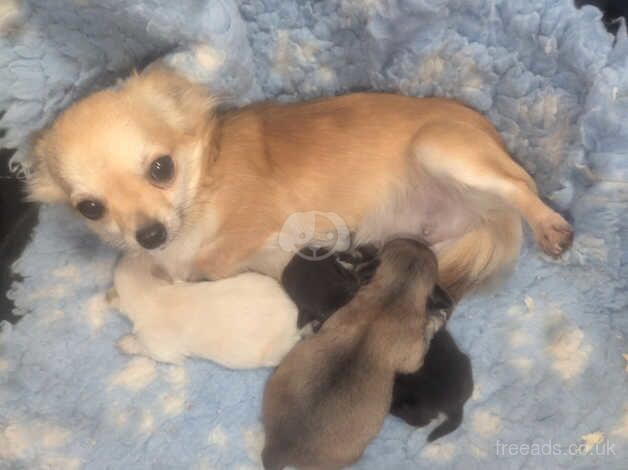 Tea cup chihuahua puppies for sale in Armagh, Armagh - Image 3