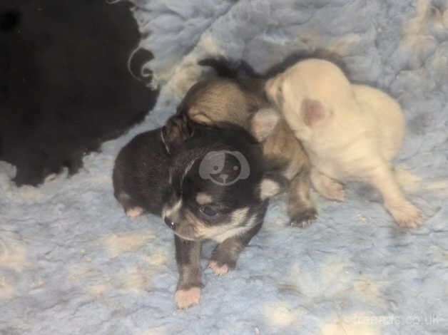 Chihuahua Puppies for sale