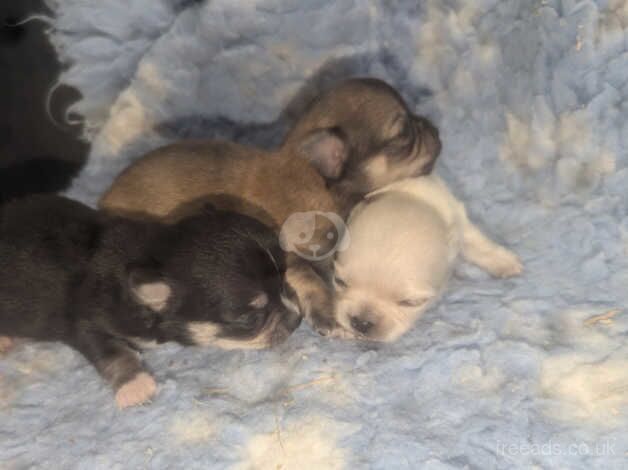 Tea cup chihuahua puppies for sale in Armagh, Armagh - Image 5