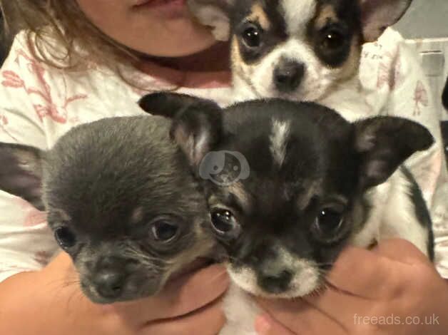 Tea cup chihuahuas for sale in Godalming, Surrey - Image 1