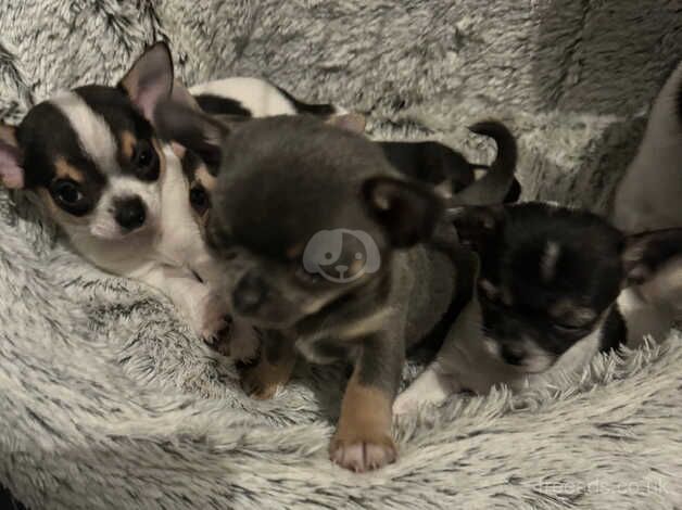 Chihuahuas for sale in Godalming, Surrey