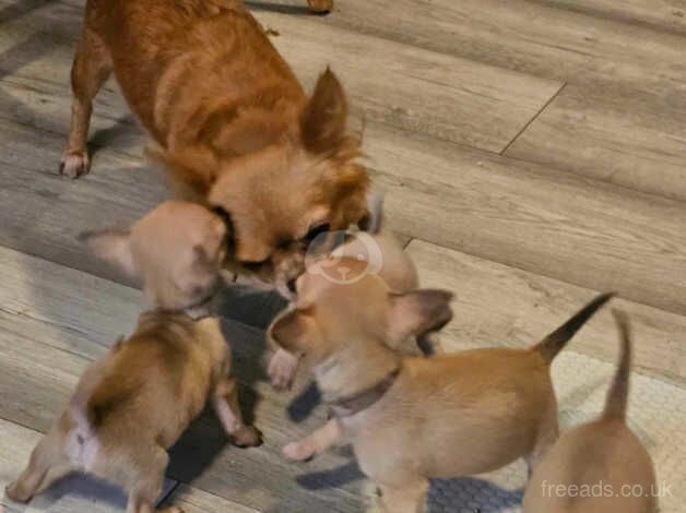 Teacup Chihuahua for sale in Coventry, West Midlands - Image 1