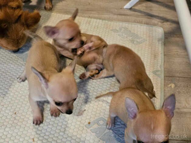 Teacup Chihuahua for sale in Coventry, West Midlands - Image 2