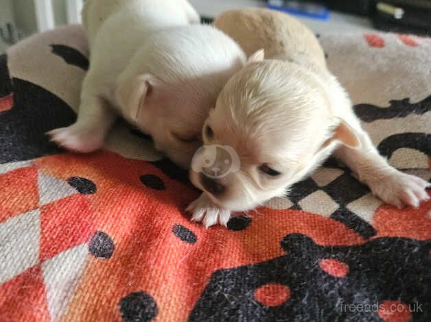 Teacup chiuhauha for sale in Magor/Magwr, Monmouthshire