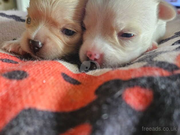 Teacup chiuhauha for sale in Magor/Magwr, Monmouthshire - Image 3