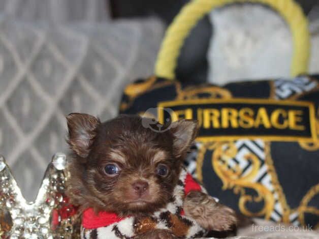 Thailand/ukraine chihuahua longcoat puppies for sale in Alford, Lincolnshire - Image 3