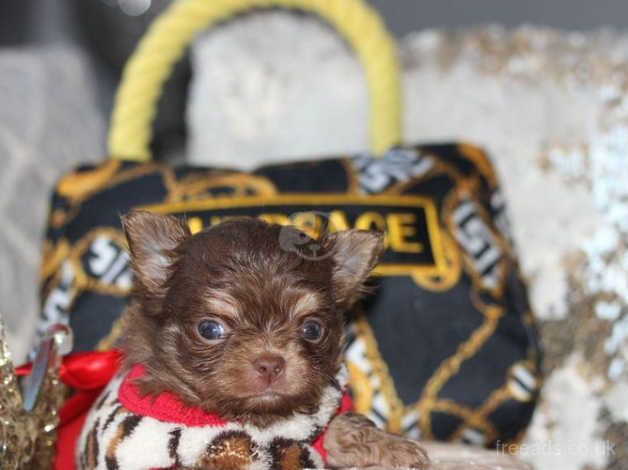 Thailand/ukraine chihuahua longcoat puppies for sale in Alford, Lincolnshire - Image 4