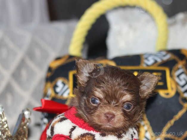 Thailand/ukraine chihuahua longcoat puppies for sale in Alford, Lincolnshire - Image 5