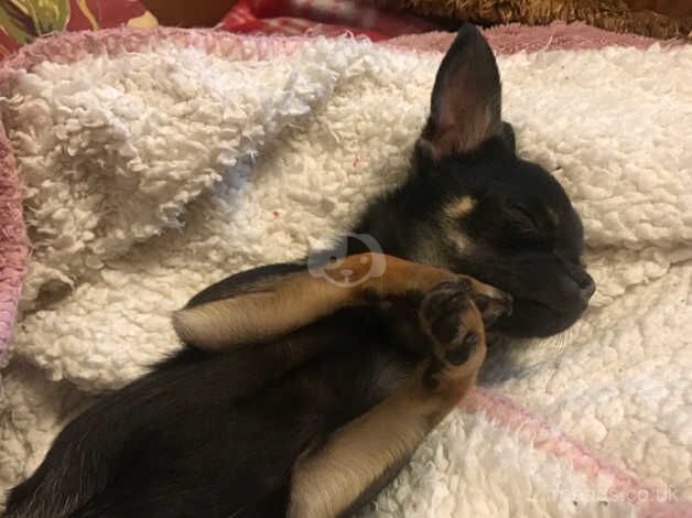 Chihuahua Puppies for sale in Merseyside