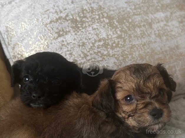 three beautiful pomchi's looking for forever homes, for sale in Camborne, Cornwall - Image 2