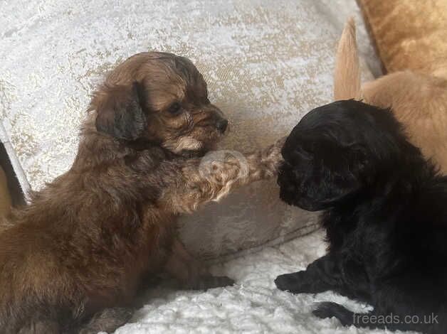 three beautiful pomchi's looking for forever homes, for sale in Camborne, Cornwall - Image 3