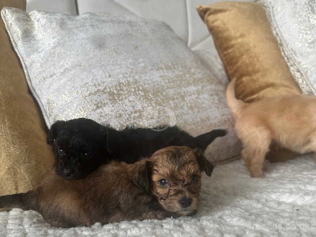 three beautiful pomchi's looking for forever homes, for sale in Camborne, Cornwall - Image 4