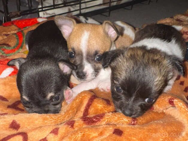 Three chihuahua puppies for sale in Sutton, Sutton, Greater London