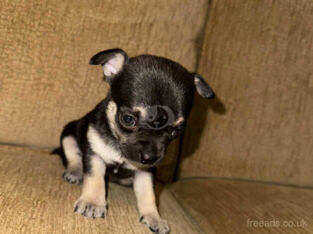 Three chihuahua puppies for sale in Sutton, Sutton, Greater London - Image 2