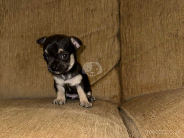 Three chihuahua puppies for sale in Sutton, Sutton, Greater London - Image 3