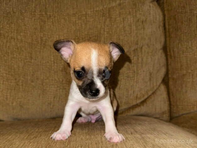 Three chihuahua puppies for sale in Sutton, Sutton, Greater London - Image 4