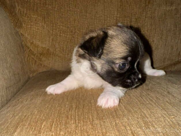 Three chihuahua puppies for sale in Sutton, Sutton, Greater London - Image 5