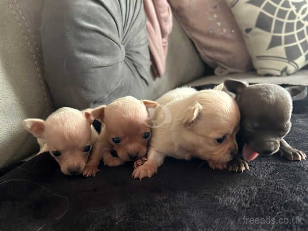 Three gorgeous female puppy chihuahuas for sale in Cardiff/Caerdydd, Cardiff