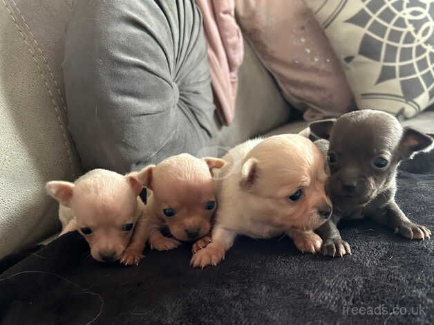 Three gorgeous female puppy chihuahuas for sale in Cardiff/Caerdydd, Cardiff - Image 2