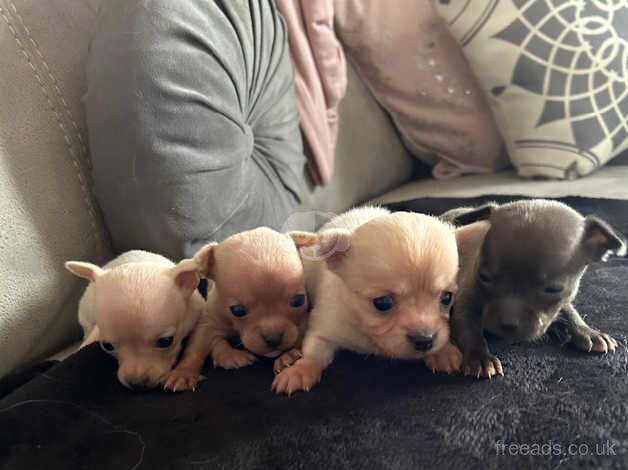 Three gorgeous female puppy chihuahuas for sale in Cardiff/Caerdydd, Cardiff - Image 3