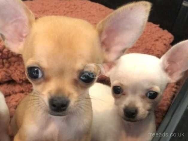 Tiny and gorgeous chihuahuas for sale in Birmingham, West Midlands - Image 2