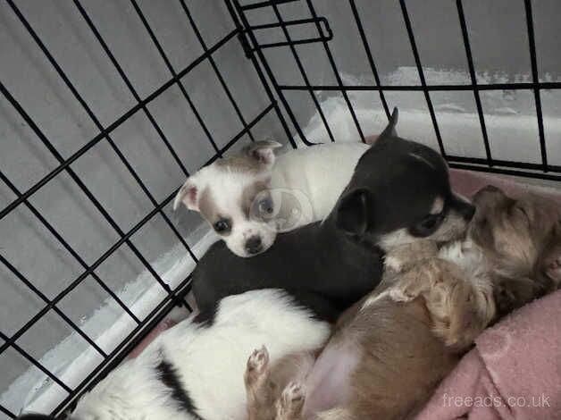 Tiny chihuahua pups boy and girl left for sale in Gravesend, Kent