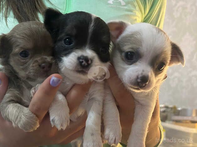 Chihuahua Puppies for sale in Kent