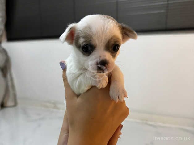 Chihuahua Puppies for sale