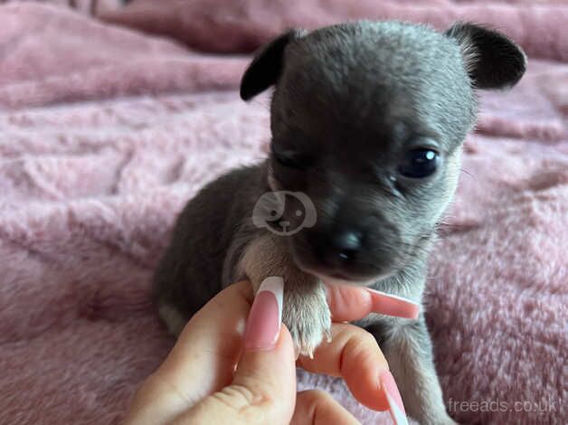 Tiny chihuahua pups for sale in Pontypool/Pont-y-pwl, Torfaen - Image 1