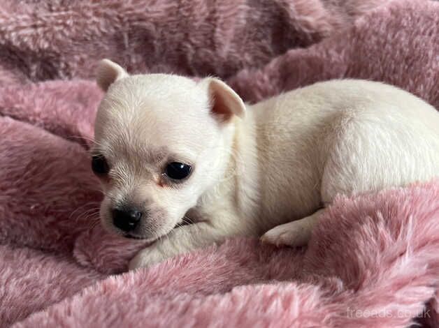 Tiny chihuahua pups for sale in Pontypool/Pont-y-pwl, Torfaen - Image 2