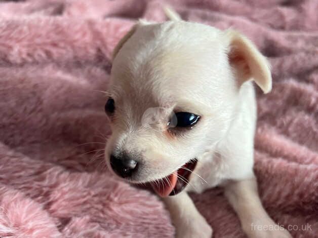 Tiny chihuahua pups for sale in Pontypool/Pont-y-pwl, Torfaen - Image 3