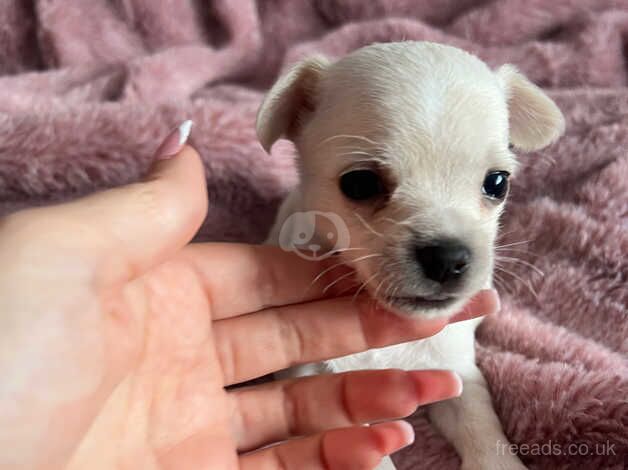 Tiny chihuahua pups for sale in Pontypool/Pont-y-pwl, Torfaen - Image 4