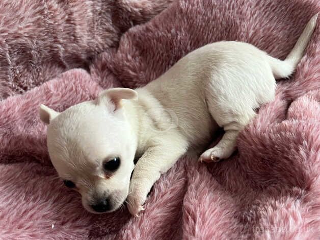 Tiny chihuahua pups for sale in Pontypool/Pont-y-pwl, Torfaen - Image 5