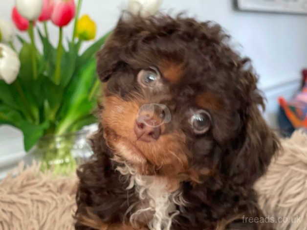 TINY CHOCOLATE POOCHI CHIHUAHUA X POODLE for sale in Leeds, West Yorkshire