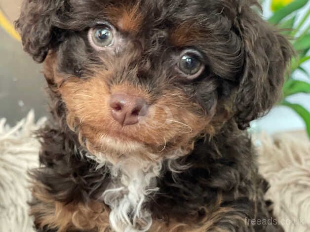 TINY CHOCOLATE POOCHI CHIHUAHUA X POODLE for sale in Leeds, West Yorkshire - Image 2