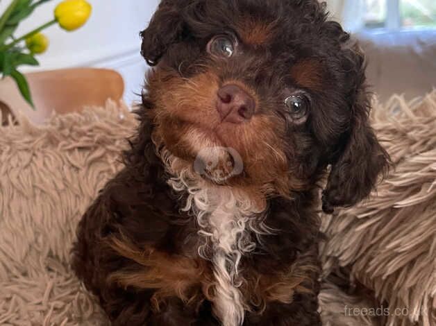 TINY CHOCOLATE POOCHI CHIHUAHUA X POODLE for sale in Leeds, West Yorkshire - Image 4