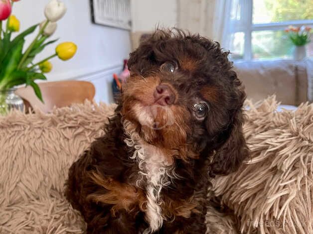 TINY CHOCOLATE POOCHI CHIHUAHUA X POODLE for sale in Leeds, West Yorkshire - Image 5