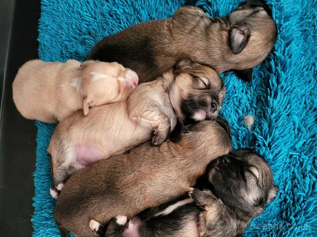 Tiny Malchi Puppies For Sale in Polegate, East Sussex - Image 1