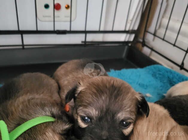 Tiny Malchi Puppies For Sale in Polegate, East Sussex - Image 3