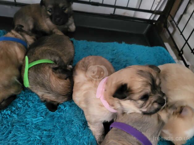 Tiny Malchi Puppies For Sale in Polegate, East Sussex - Image 4