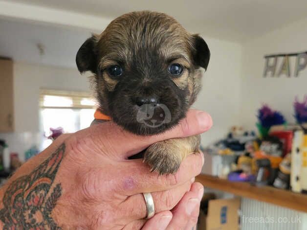 Tiny Malchi Puppies For Sale in Polegate, East Sussex - Image 5