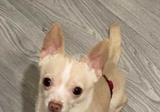 Tiny Male Chihuahua for sale in Norwich, Norfolk