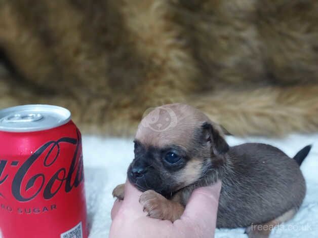 Tiny stunning chihuahua ready now. for sale in Wrexham, Wrexham