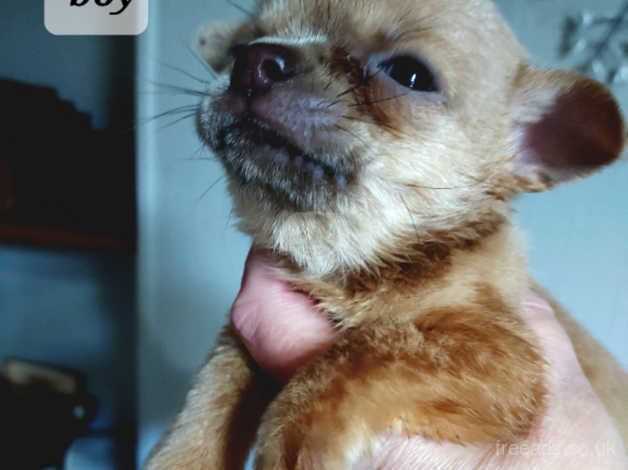 Tiny stunning chihuahua ready now. for sale in Wrexham, Wrexham - Image 2