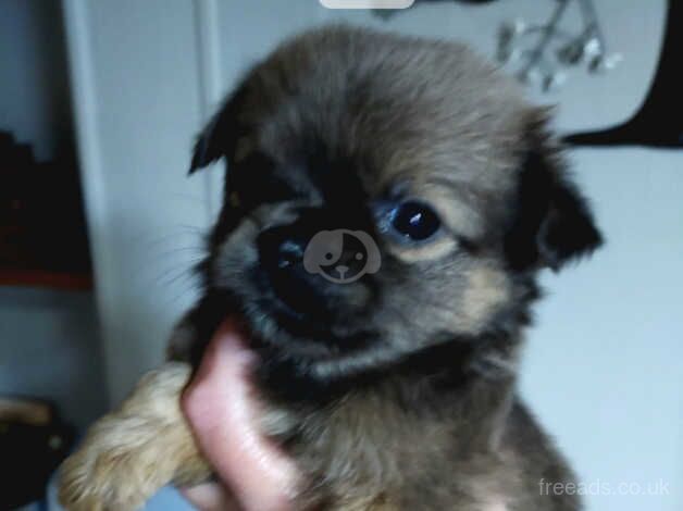 Tiny stunning chihuahua ready now. for sale in Wrexham, Wrexham - Image 4