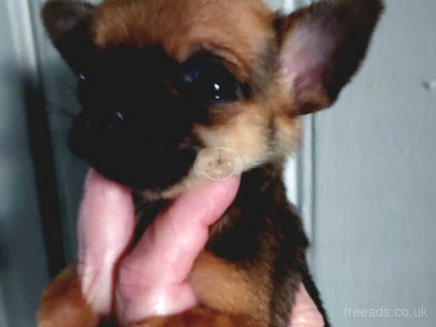 Tiny stunning chihuahua ready now. for sale in Wrexham, Wrexham - Image 5