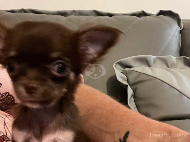 Chihuahua Puppies for sale in Kent