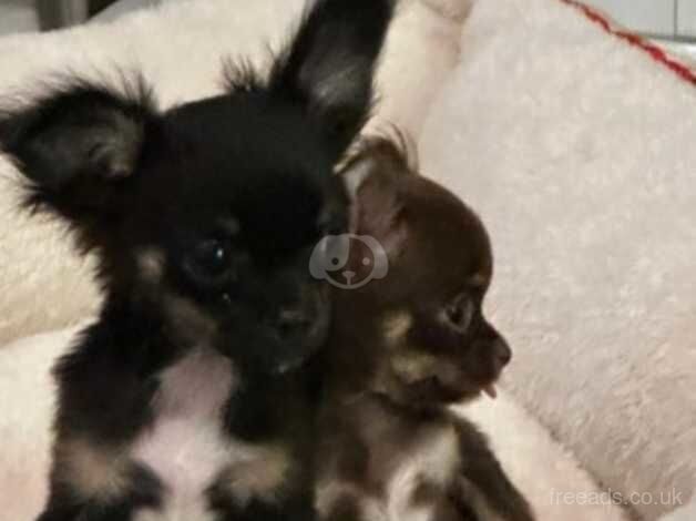 Chihuahua Puppies for sale