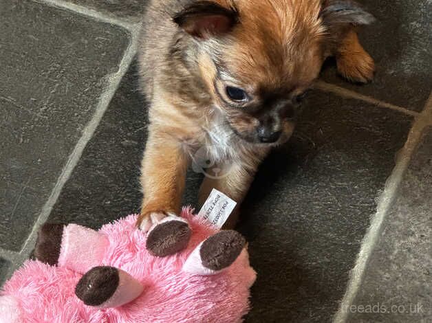 Toy Chihuahuas ready in 1 week for sale in Mansfield, East Ayrshire - Image 2